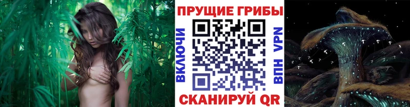 Галлюциногенные грибы Psilocybe  наркотики  Топки 